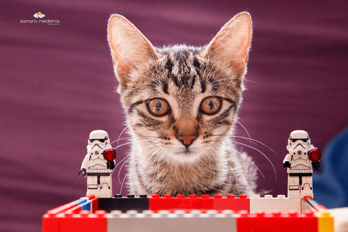 Close no rosto de uma gatinha olhando para frente entre dois bonecos de lego de Stormtroopers de Star Wars.