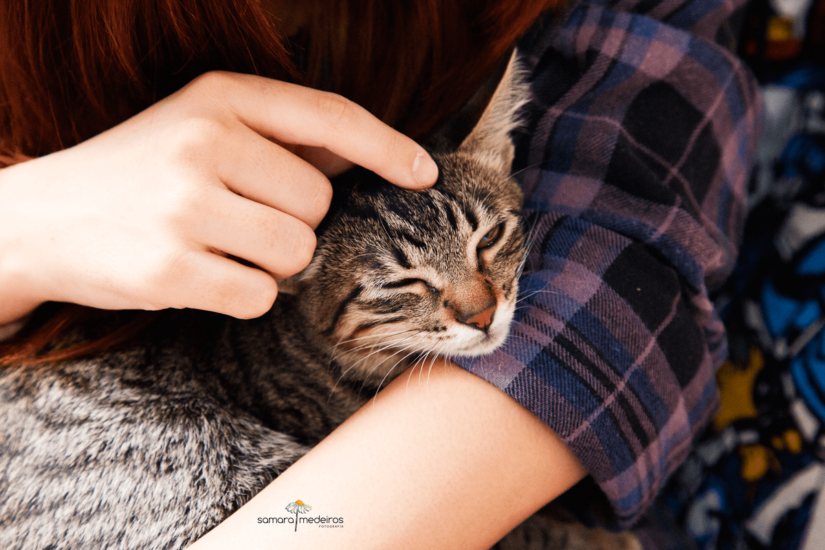 Detalhe de uma gatinha tigrada no colo de sua tutora, ganhando um carinho na cabeça e com os olhos levemente fechados.