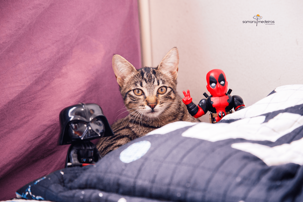 Gatinha tigrada deitada atrás de um travesseiro com um boneco do Darth Vader e outro do Deadpool ao lado dela.