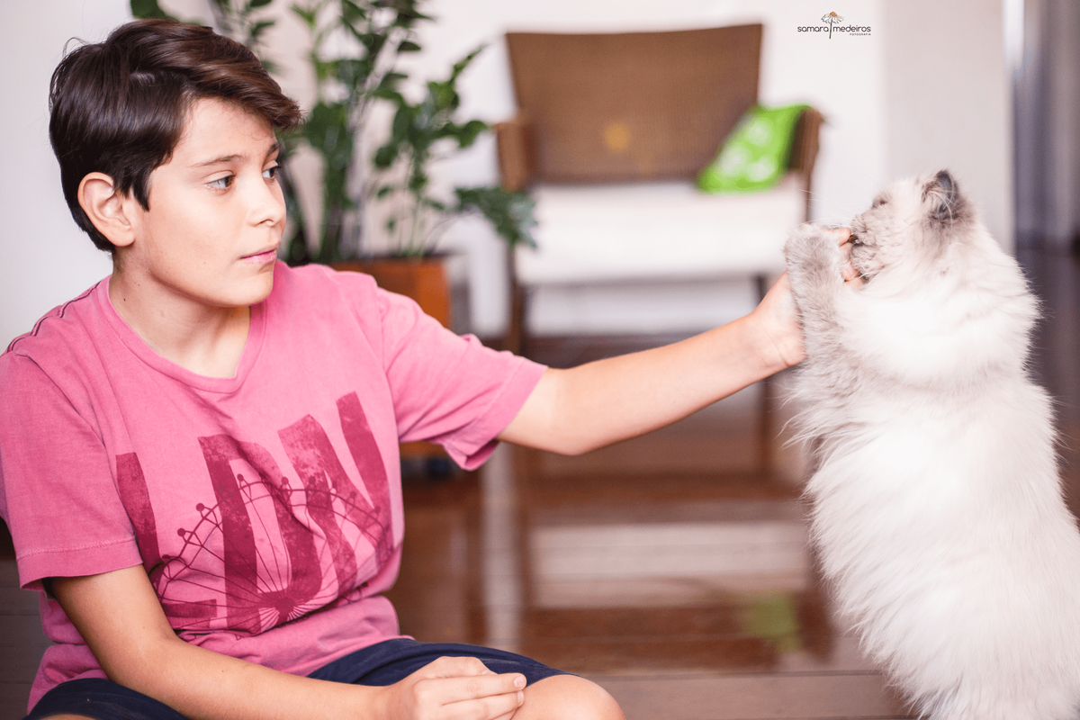 Menino sentado no chão dando petisco para seu gatinho, um persa himalaio de 8 meses.