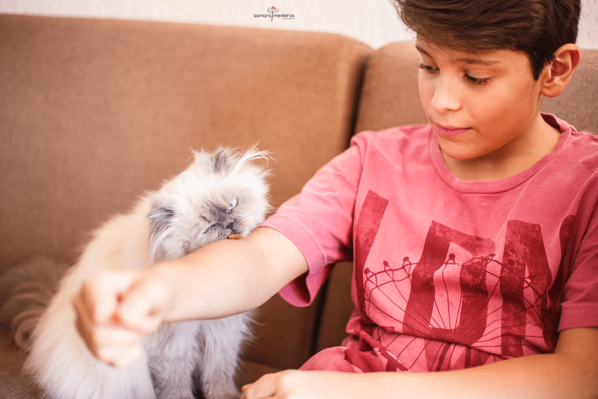 Menino brincando com seu gatinho persa himalaio de dar petisco apoiado no braço.