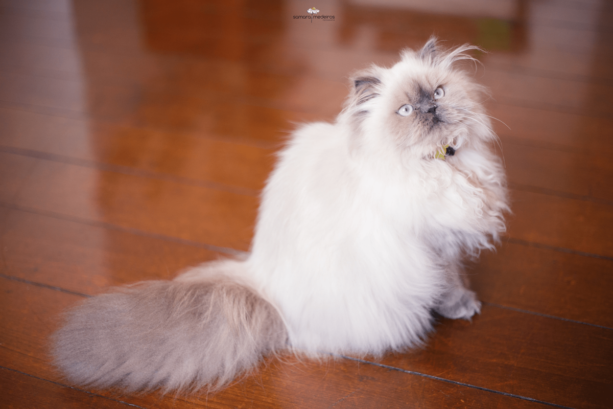 Foto de corpo inteiro de um gato persa himalaio de lado, com a cabeça virada de lado para a câmera.