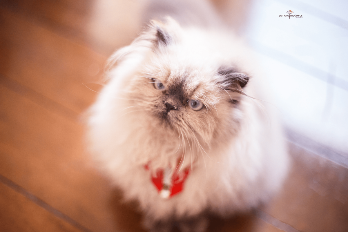 Foto de cima de um gatinho persa himalaio, que olha para a câmera.