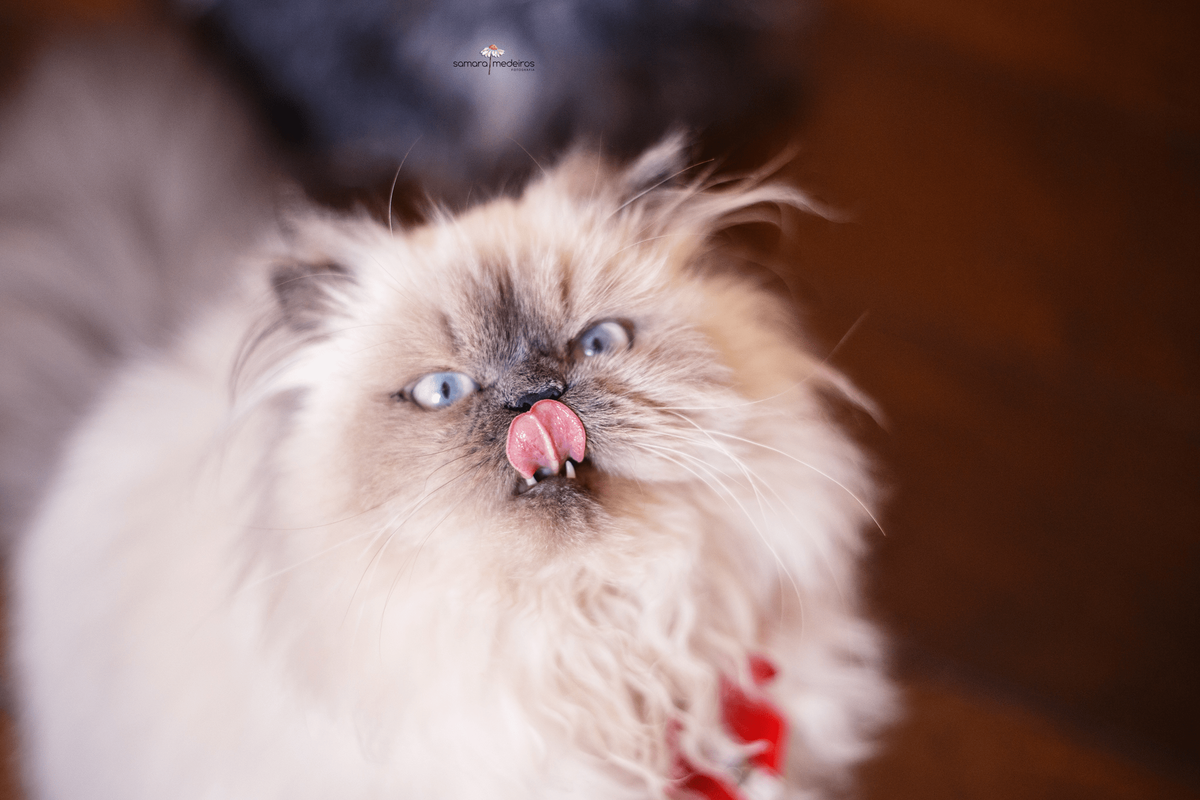 Foto feita de um ângulo de cima de um gatinho persa himalaio que olha para a câmera enquanto lambe o próprio nariz.