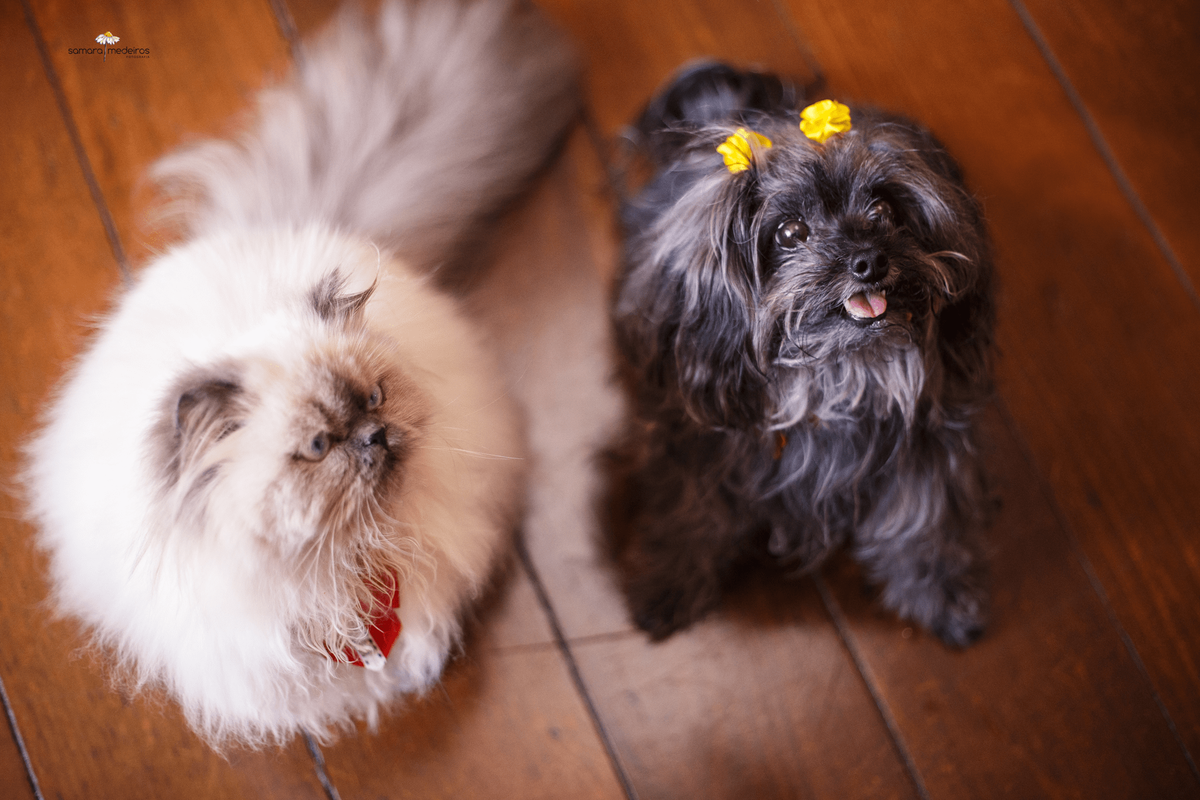Cachorrinha da raça Yorkshire e seu irmão felino da raça persa himalaio, ambos sentados no chão e olhando para cima.