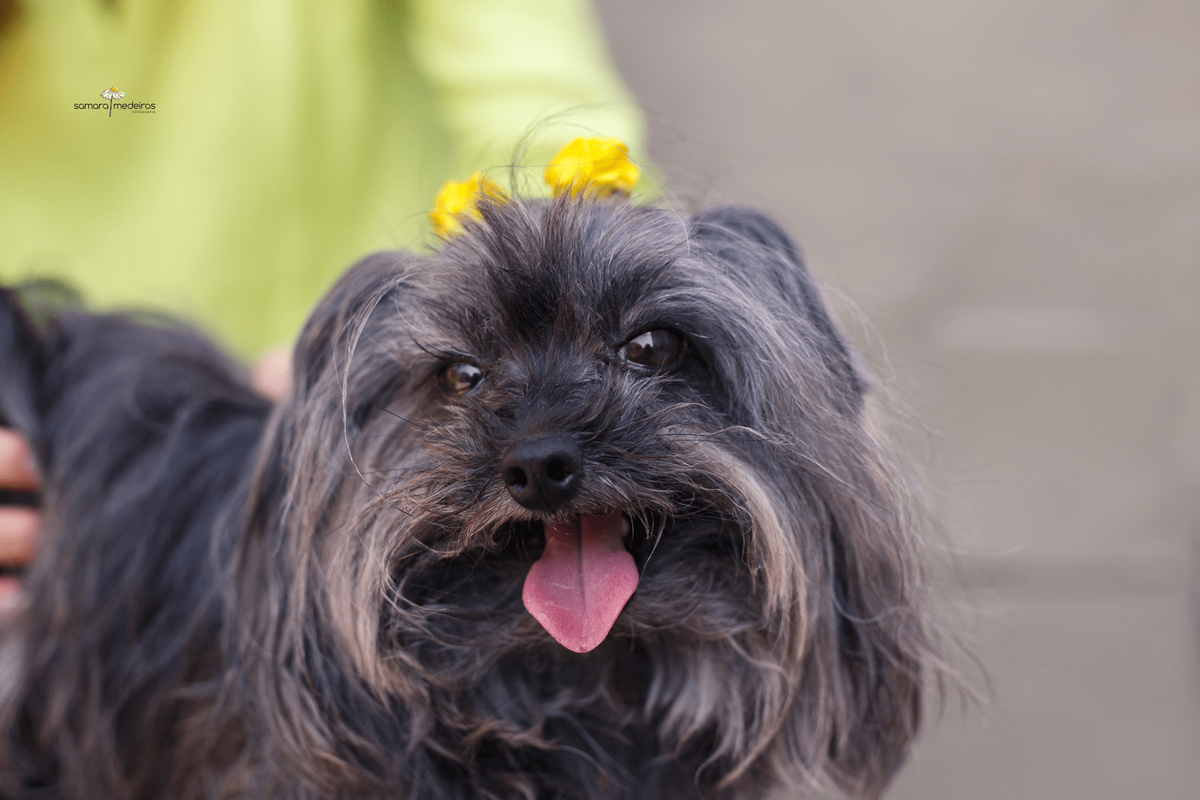 Close na cachorrinha yorkshire que olha para a câmera de boca aberta e com a língua para fora.