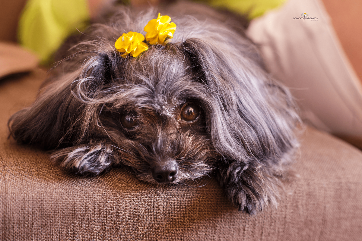 Cachorrinha yorkshire deitada no sofá, cansada após sessão de fotos pet.