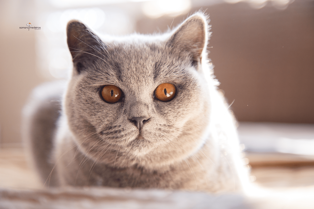 Gata cinza da raça british shorthair de olhos cor de âmbar deitada na cama e olhando para a câmera.