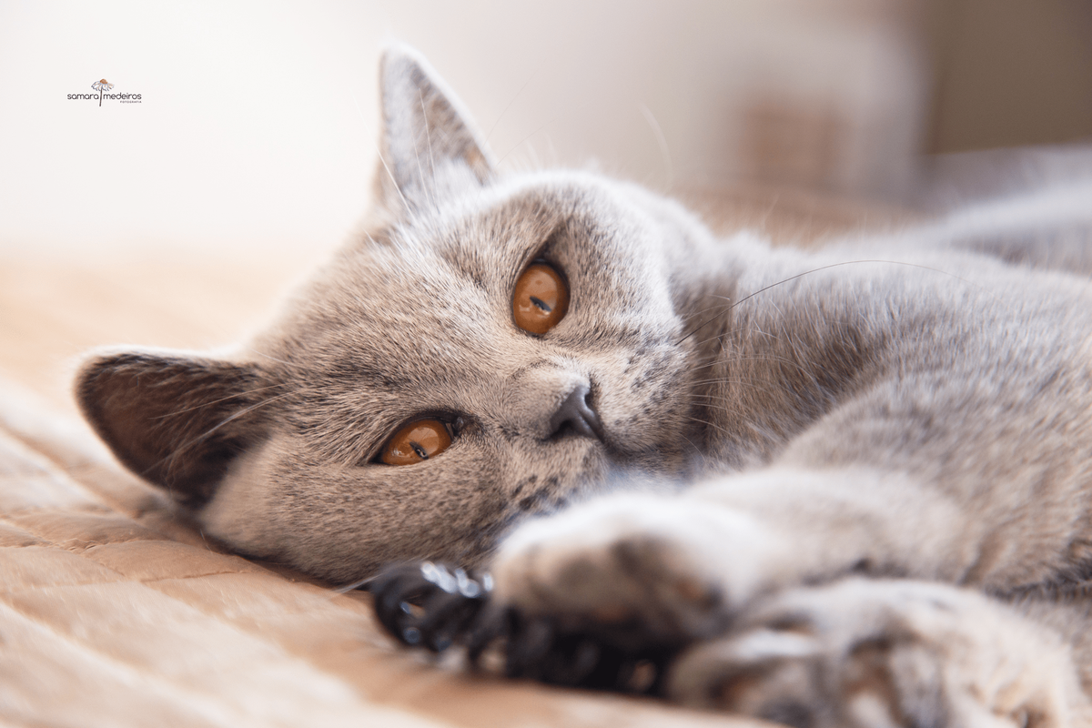 Gatinha cinza de olhos cor de âmbar da raça british short hair deitada na cama com a carinha amassada e brincando com um prendedor de cabelo.