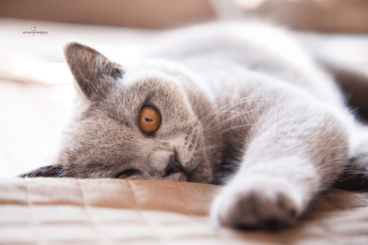 Gatinha cinza de olhos mel da raça british shorthair deitada na cama com o rosto parcialmente tampado e a pata esticada em direção à câmera.