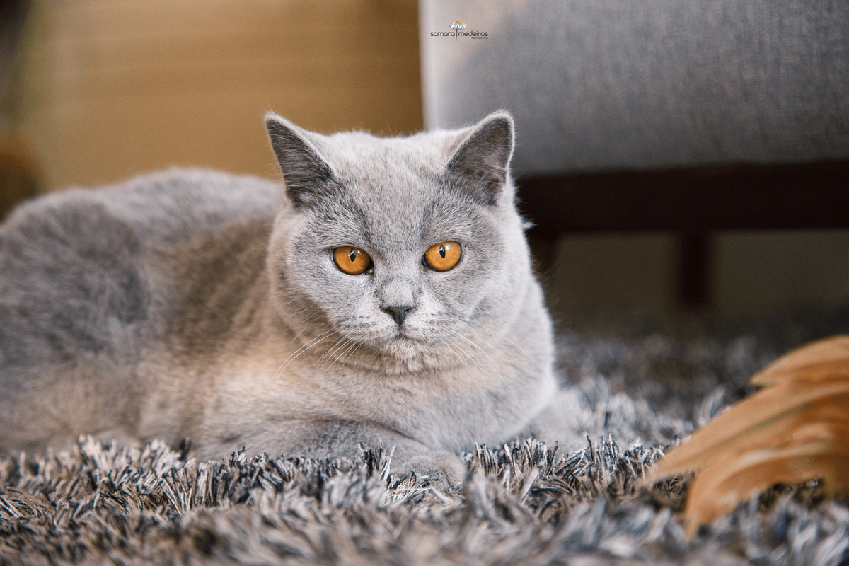 Gatinha cinza da raça british shorthair deitada em cima de um tapete também cinza e olhando para a câmera.