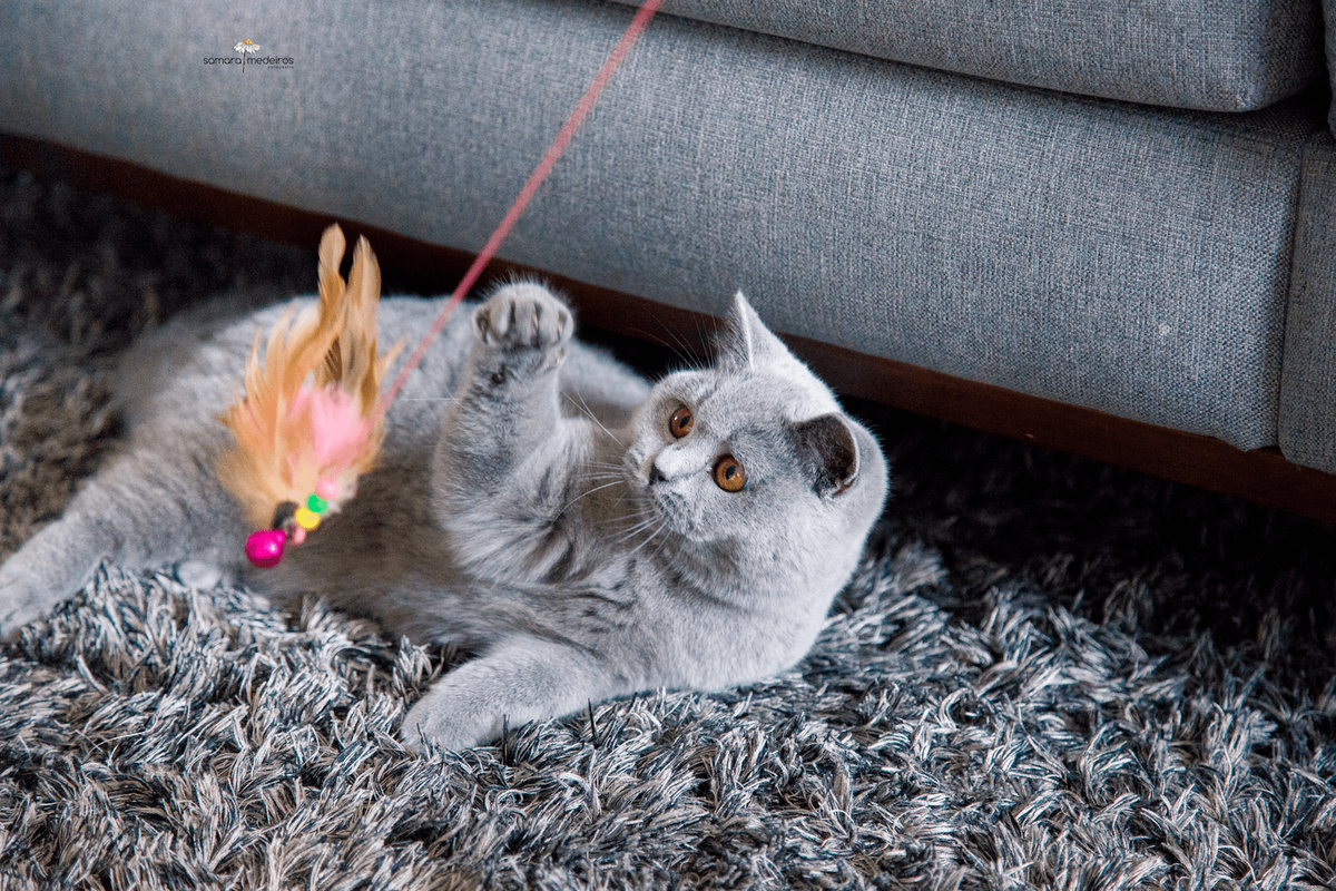 Gatinha cinza da raça british shorthair deitada em cima de um tapete cinza e brincando com seu brinquedo de penas.