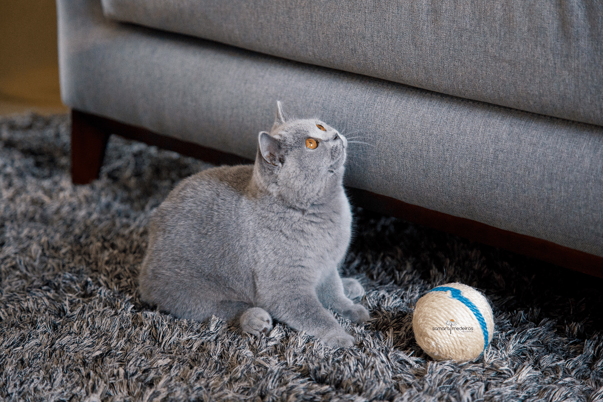 Gata cinza da raça british shorthair sentada em um tapete também cinza e olhando para cima.