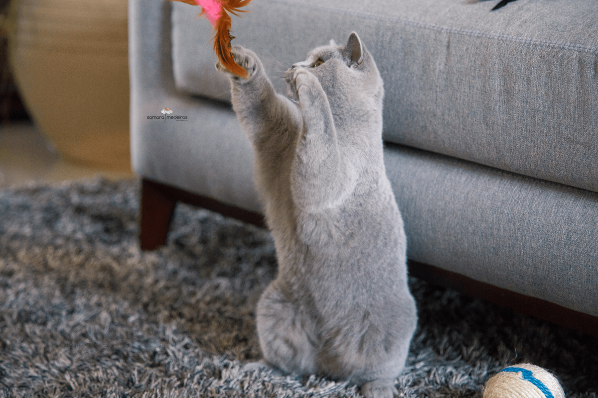 Gata cinza da raça british shorthair de pé em duas patas tentando alcançar seu brinquedo de penas em cima de um tapete também cinza.