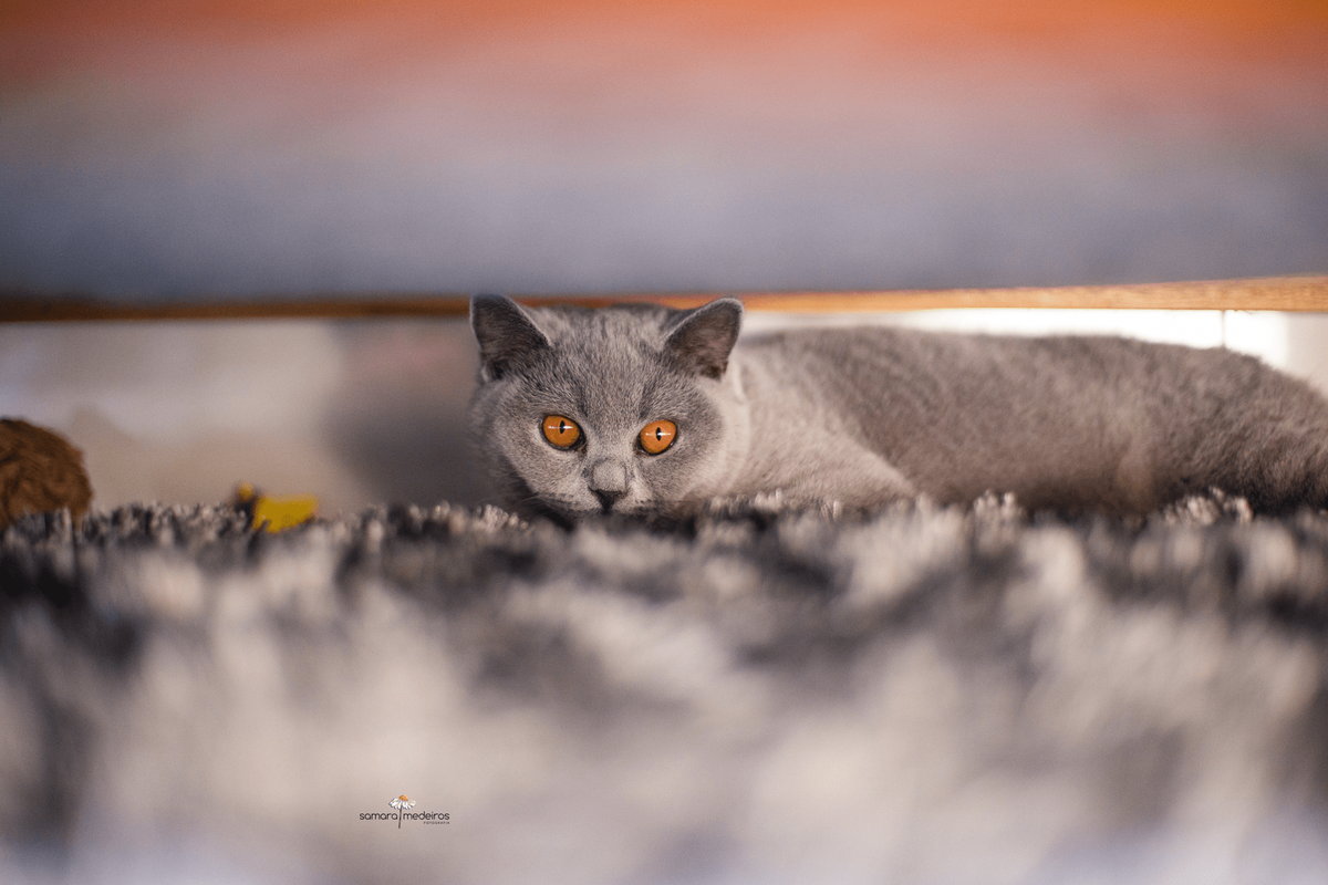 Gatinha cinza da raça british shorthair embaixo do sofá olhando fixamente para a câmera.
