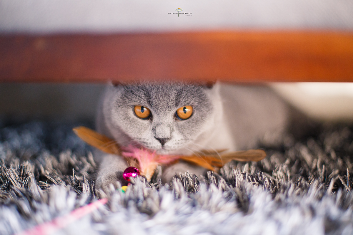 Gatinha cinza da raça british shorthair embaixo do sofá brincando com brinquedo com penas nas pontas e olhando para a câmera.