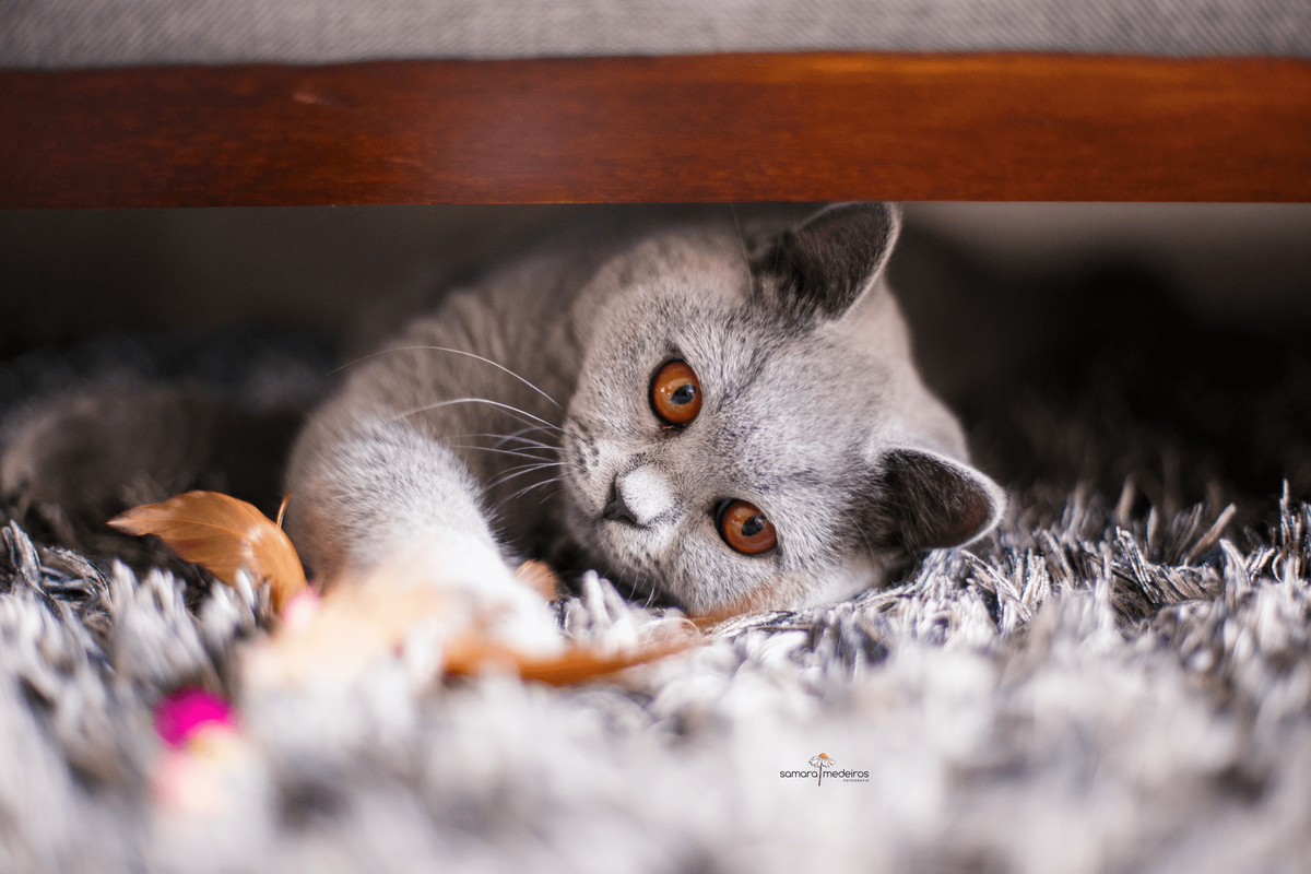 Gata cinza da raça british shorthair embaixo do sofá brincando com um brinquedo de penas e olhando para a câmera, deitada de lado.