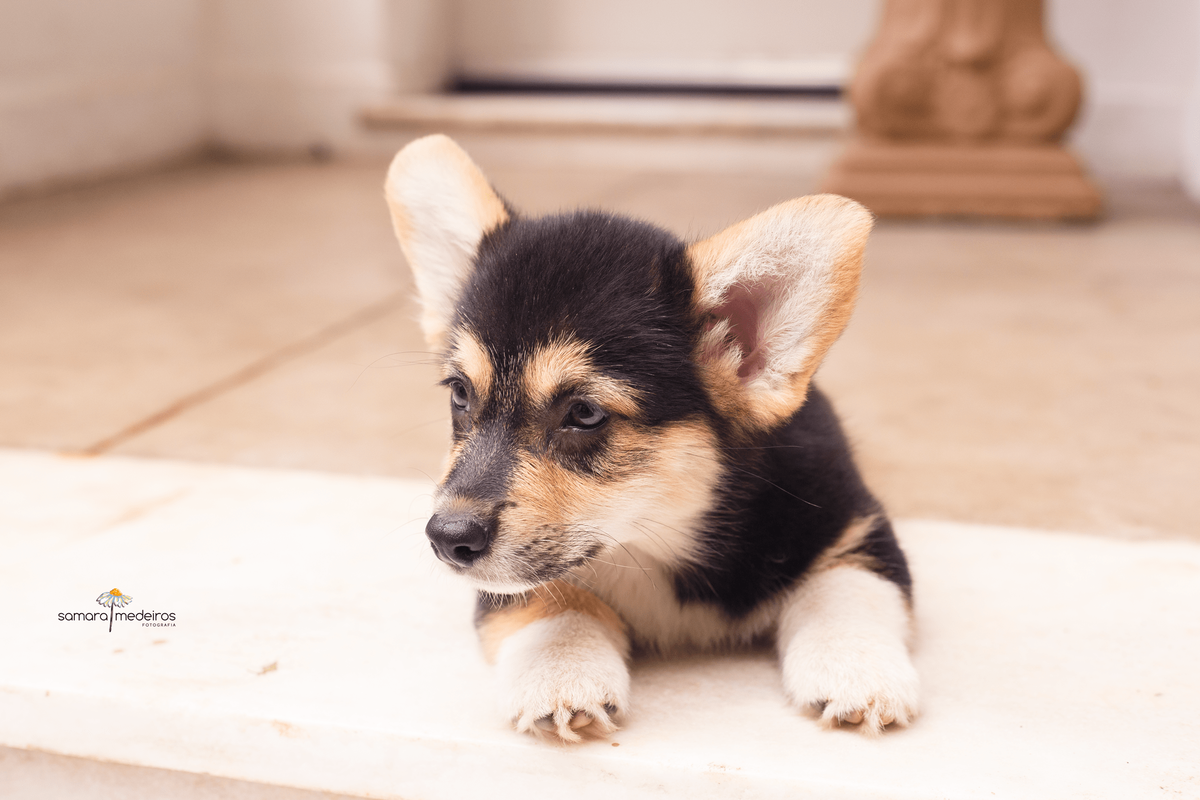 Filhote de cão corgi de cara preta e bege deitado em uma escada olhando para a lateral.