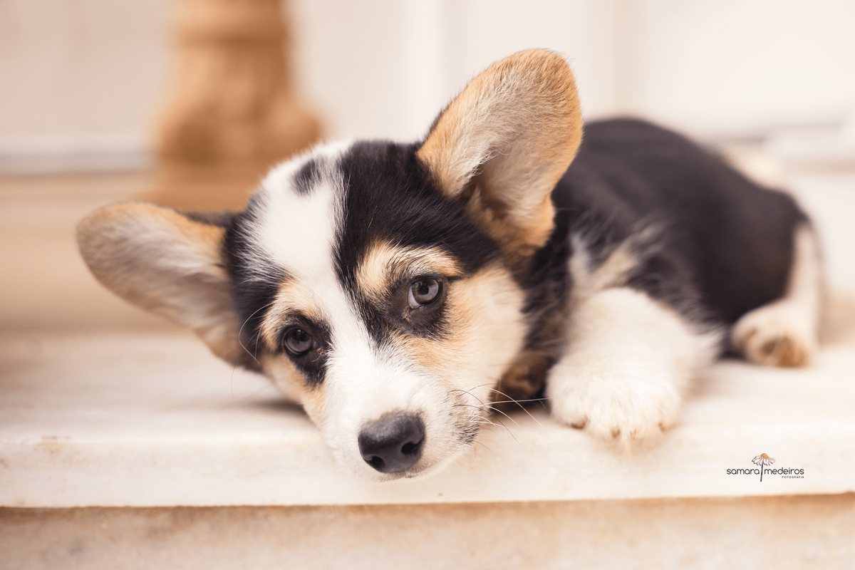 Bebê cachorro corgi deitado em uma escada, com a cabeça também apoiada no chão e olhando para a câmera.
