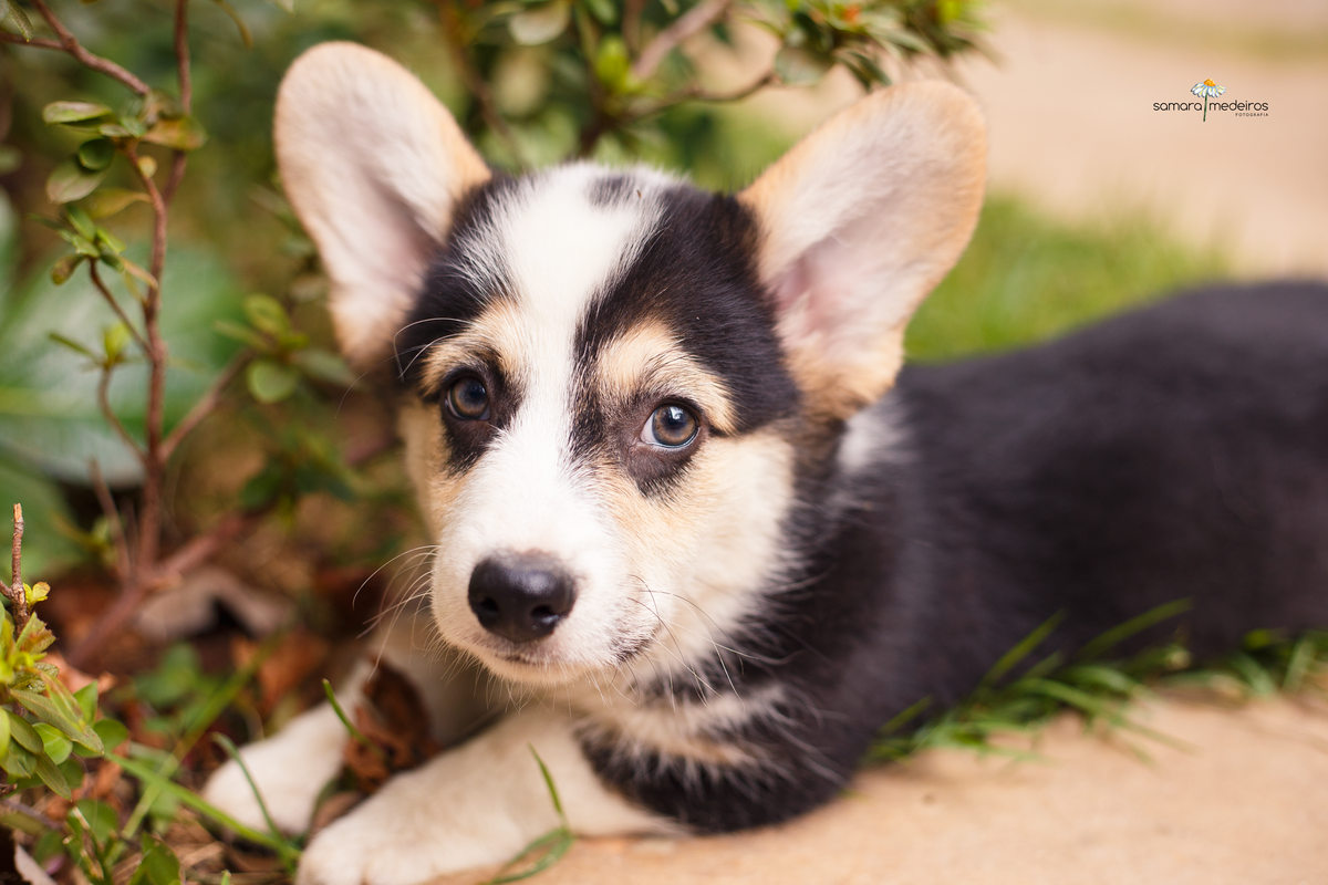 Filhote de cachorro corgi deitado no chão ao lado de uma vegetação, olhando para a câmera.