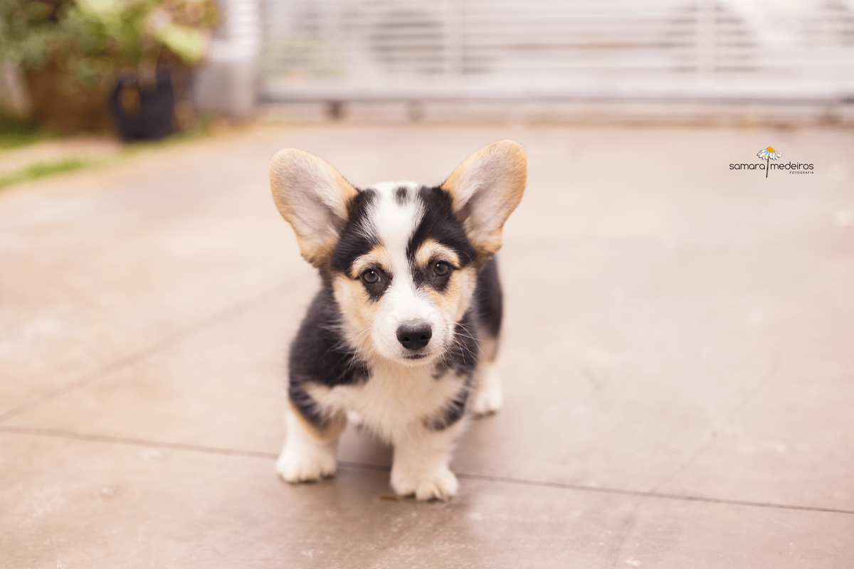 Filhote de cachorro corgi de pé, andando em direção à câmera e olhando para a foto.