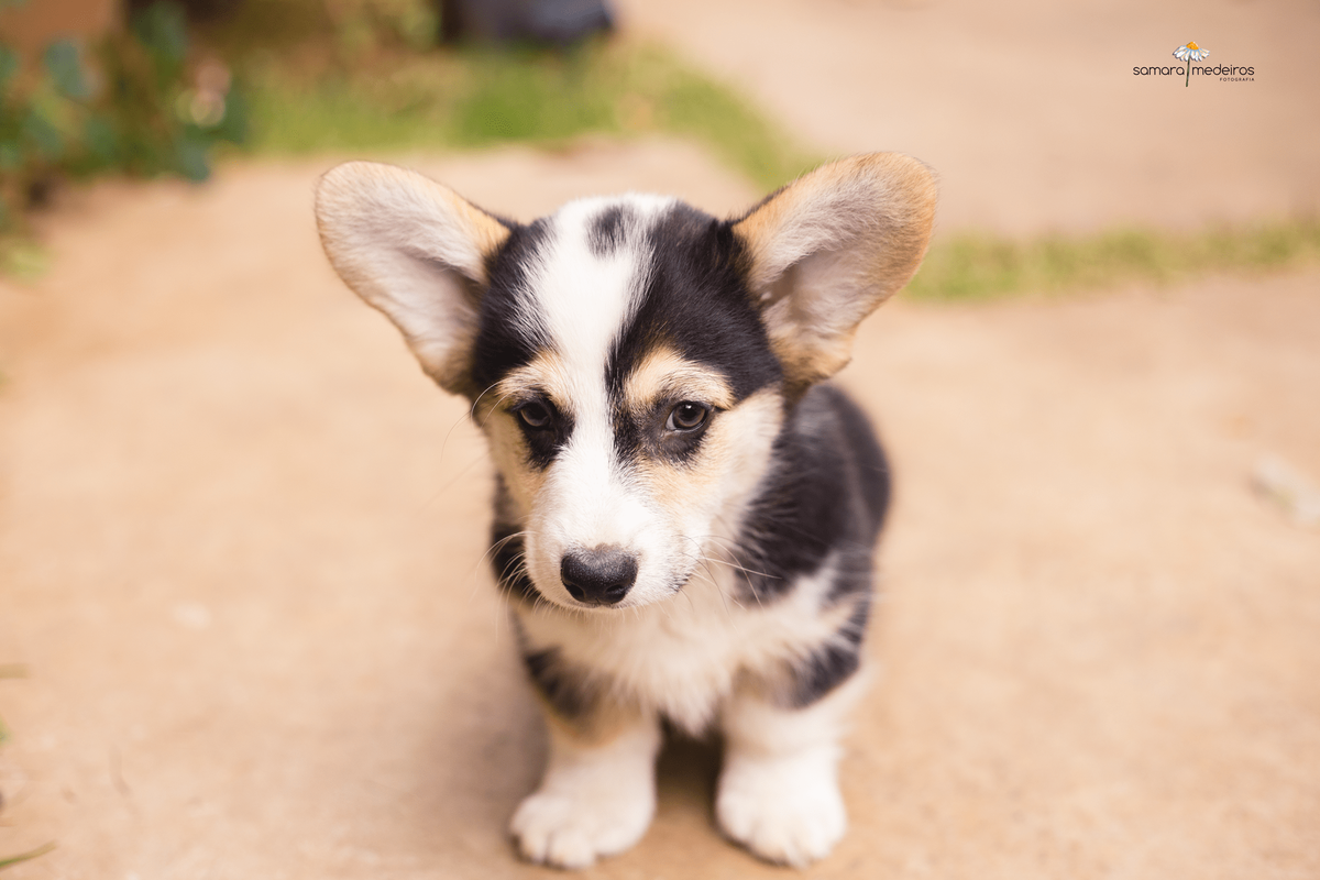 Filhote de cachorro corgi sentado no chão olhando levemente para cima, a foto feita de um ângulo de cima em relação ao cão.