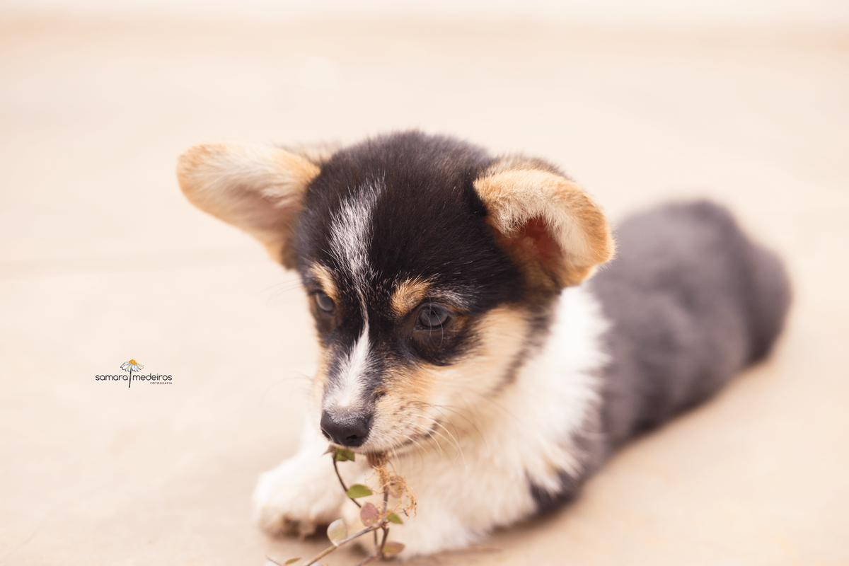 Filhote de cachorro corgi deitado no chão comendo um matinho.