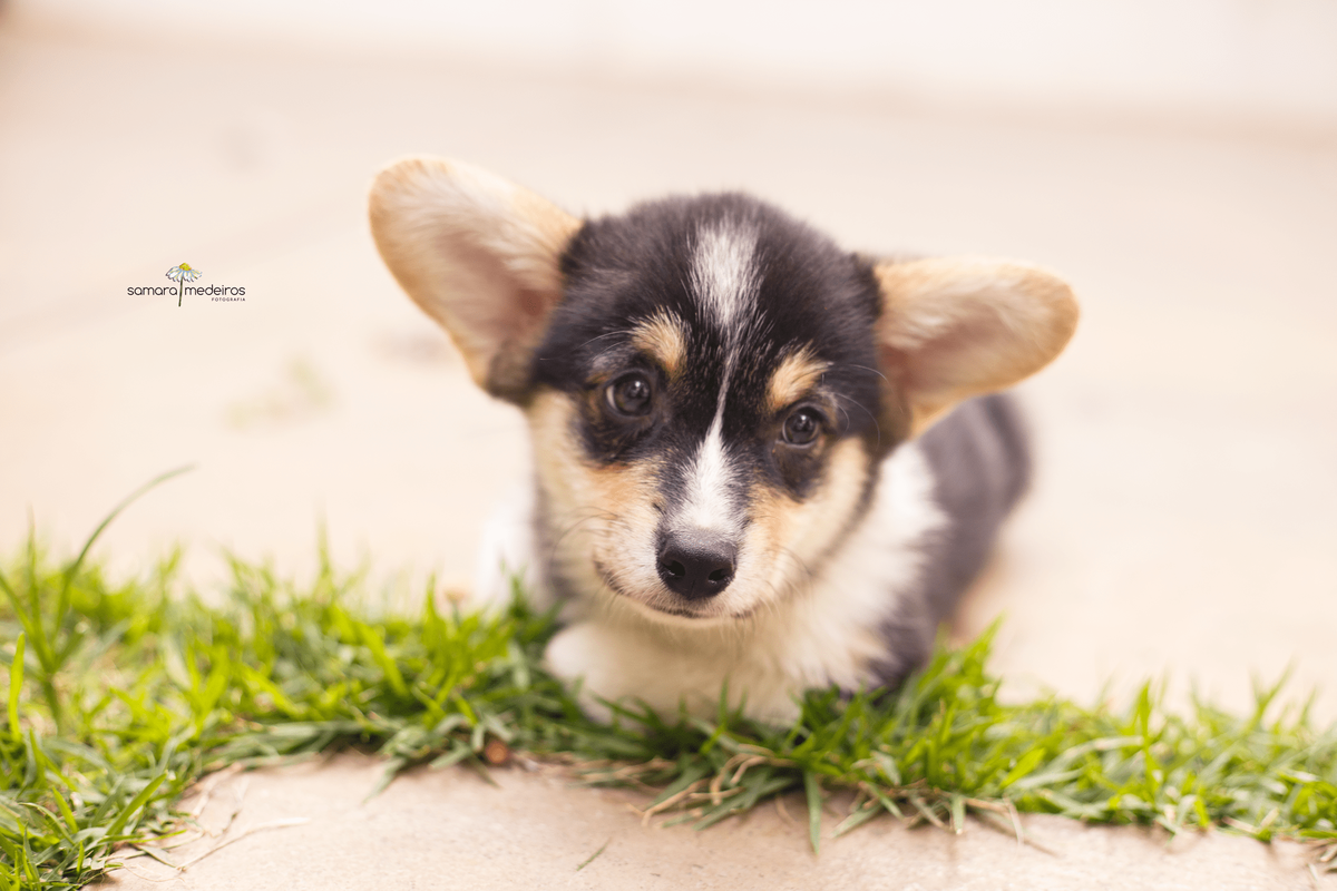 Filhote de cachorro corgi deitado no chão, com as patinhas embaixo do corpo e olhando para a câmera.
