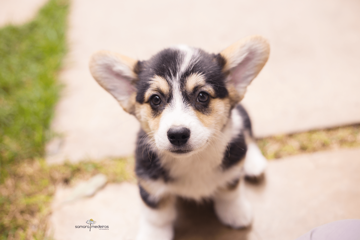 Filhote de cachorro da raça corgi em ensaio fotográfico, foto de um ângulo de cima, cachorro sentado olhando para cima na direção da câmera.