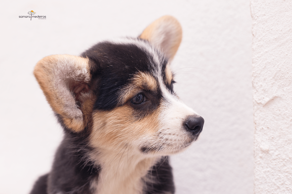 Close na cara de um filhote de cachorro corgi olhando de lado, como de perfil,