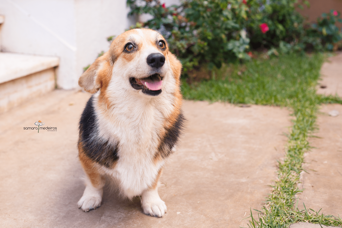 Cachorra da raça corgi, sentada com as orelhas para baixo, e a boca levemente aberta como se sorrindo.