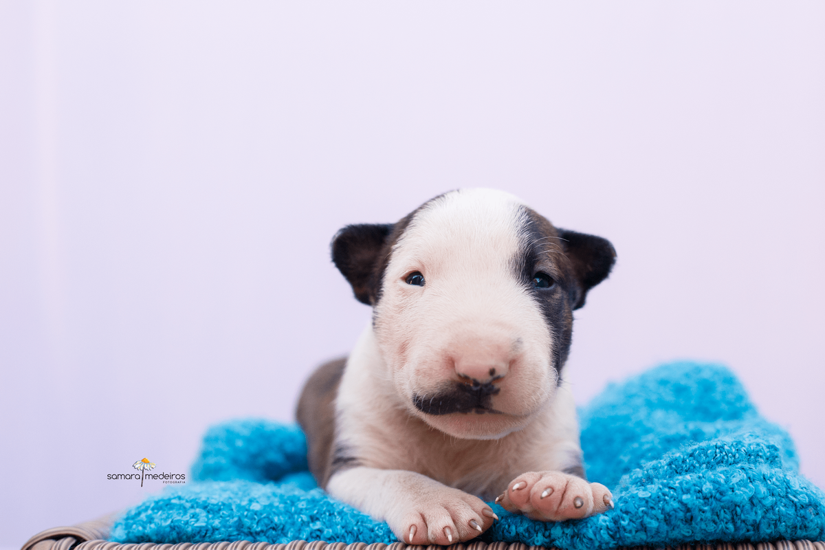 Filhote de bull terrier deitado sobre uma manta azul e olhando para a câmera.