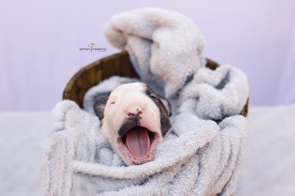 Filhote de cachorro bull terrier dentro de um cesto de madeira em uma manta cinza e bocejando.