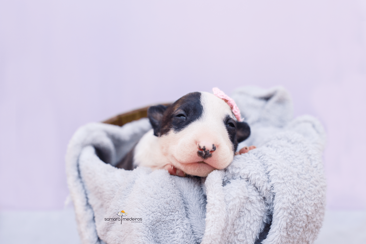 Filhote de cão bull terrier deitado em uma manta cinza dentro de uma cesta de madeira dormindo.