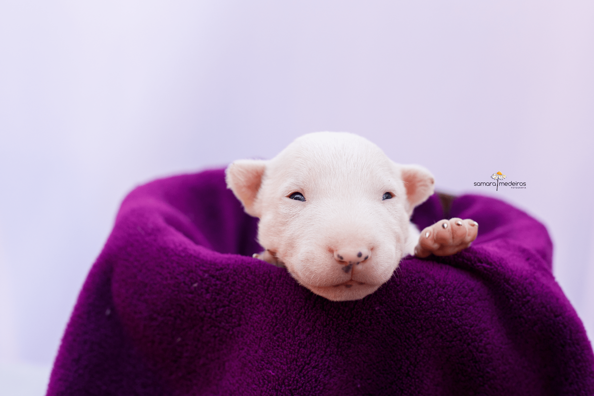 Filhote de cachorro bull terrier branco deitado sobre uma manta vinho, com os olhos abertos, olhando para a câmera.