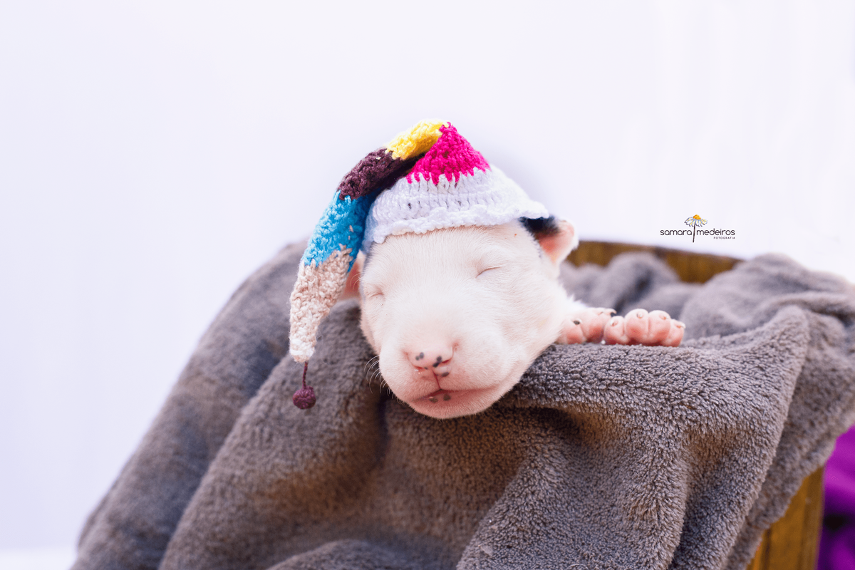 Filhote de cachorro bull terrier durante ensaio newborn pet em Belo Horizonte, deitado dentro de um cesto de madeira coberto por uma manta marrom e usando um gorro listrado na cabeça, dormindo.