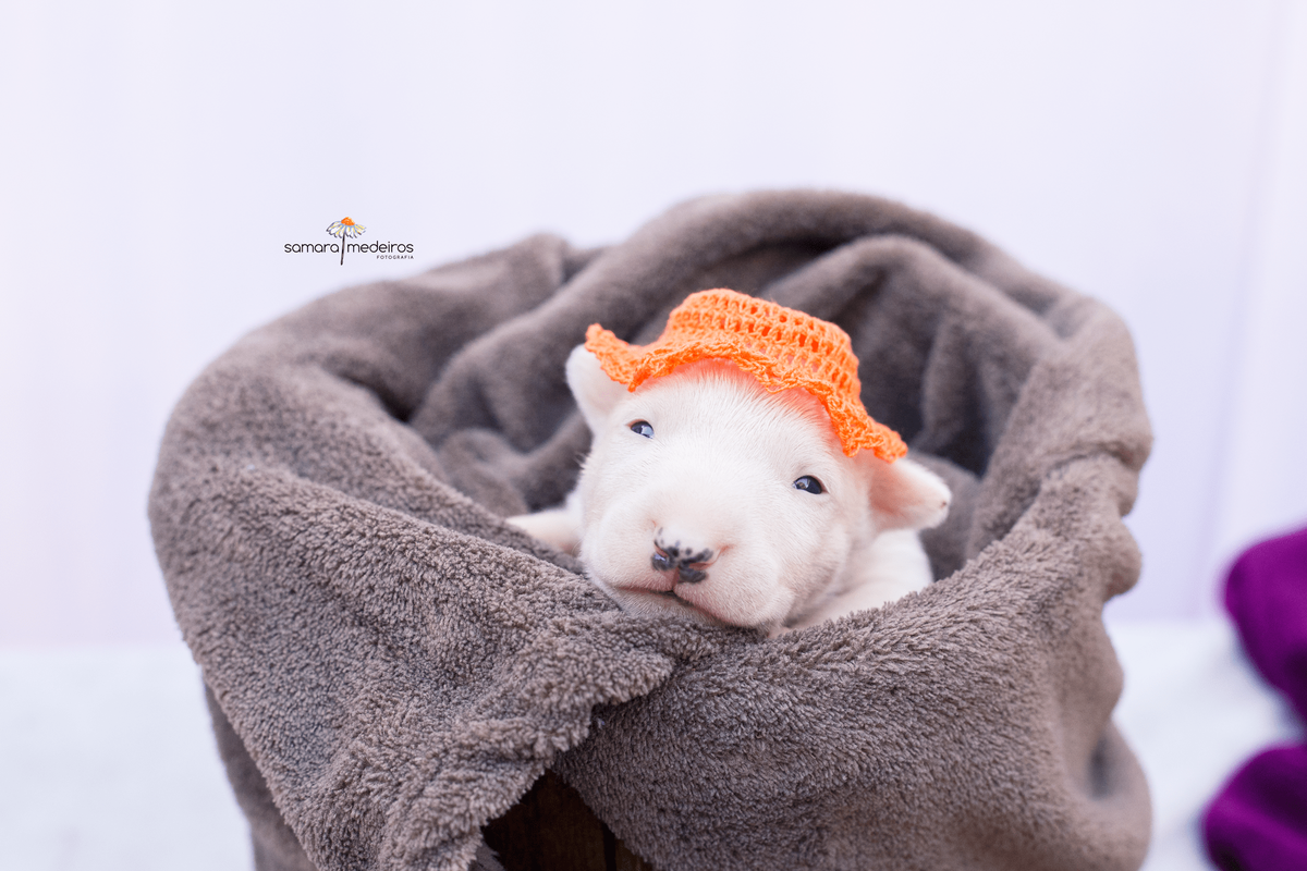 Filhote de bull terrier deitado em um cesto de madeira coberto por uma manta marrom, olhando para a câmera usando um chapeuzinho de crochê alaranjado.