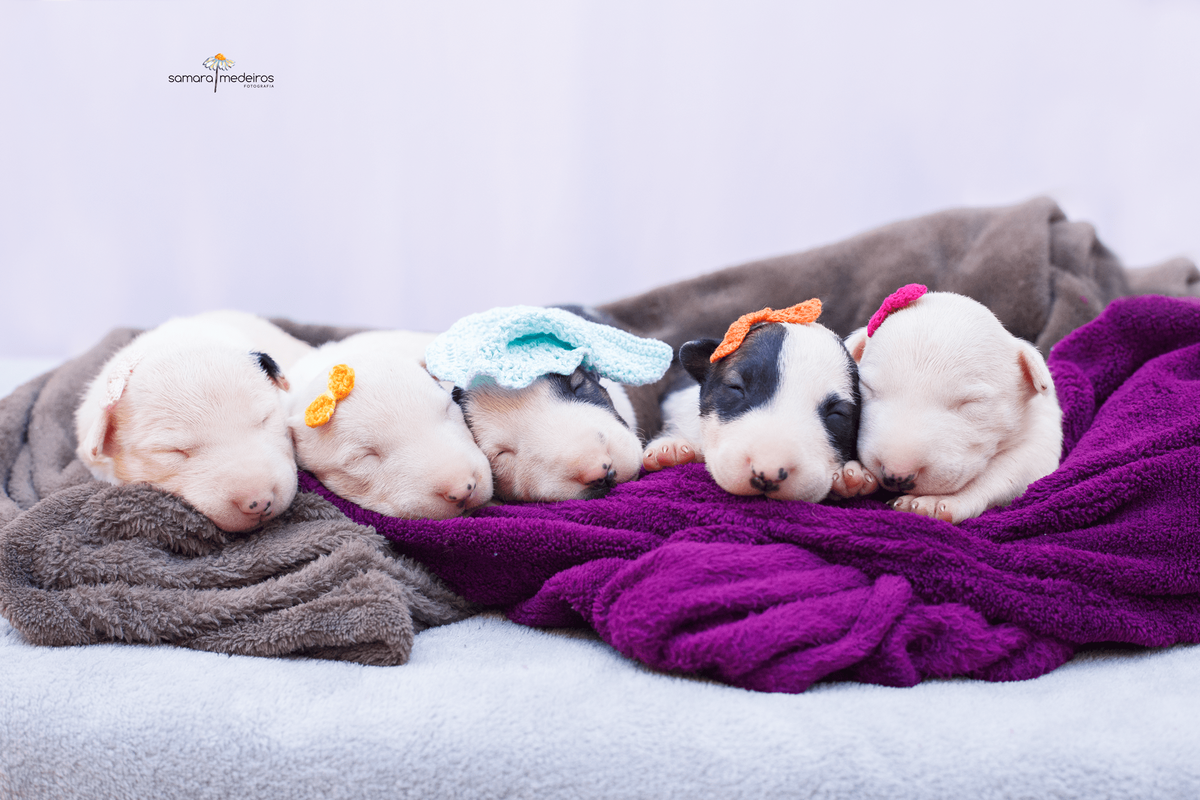 Filhotes de bull terrier com ninhada completa, deitados sobre mantas e dormindo, com lacinhos e gorrinhos na cabeça.