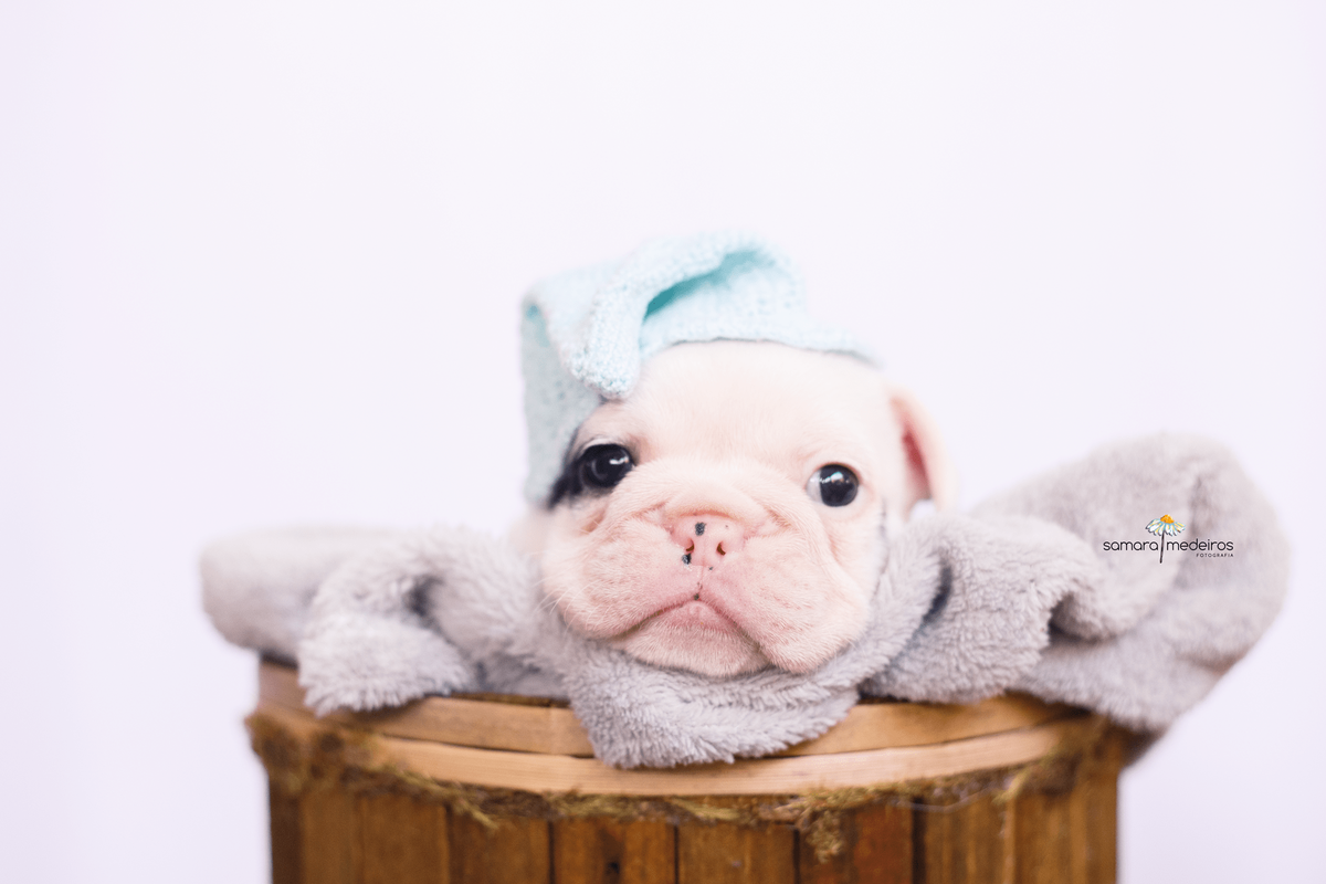 Bulldog deitado em uma coberta cinza, usando um gorrinho verde água, olhando para a câmera.