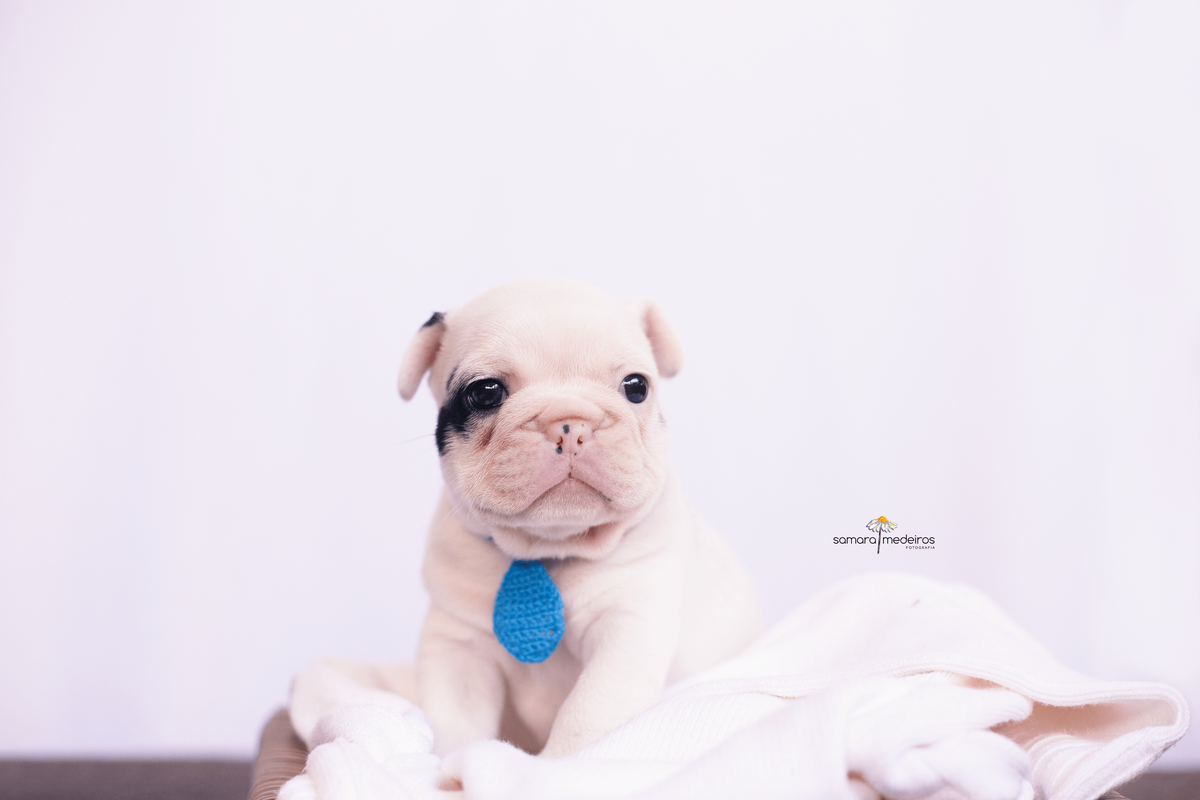 Bulldog francês sentado em uma coberta branca, usando uma gravata azul clara.