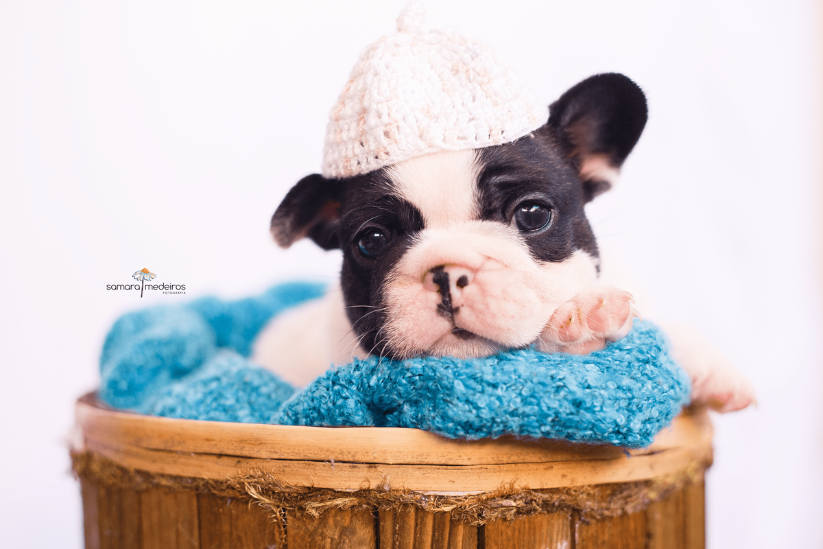Bulldog francês deitado na pata em cima de uma coberta azul, usando um gorrinho branco e olhando para a câmera.
