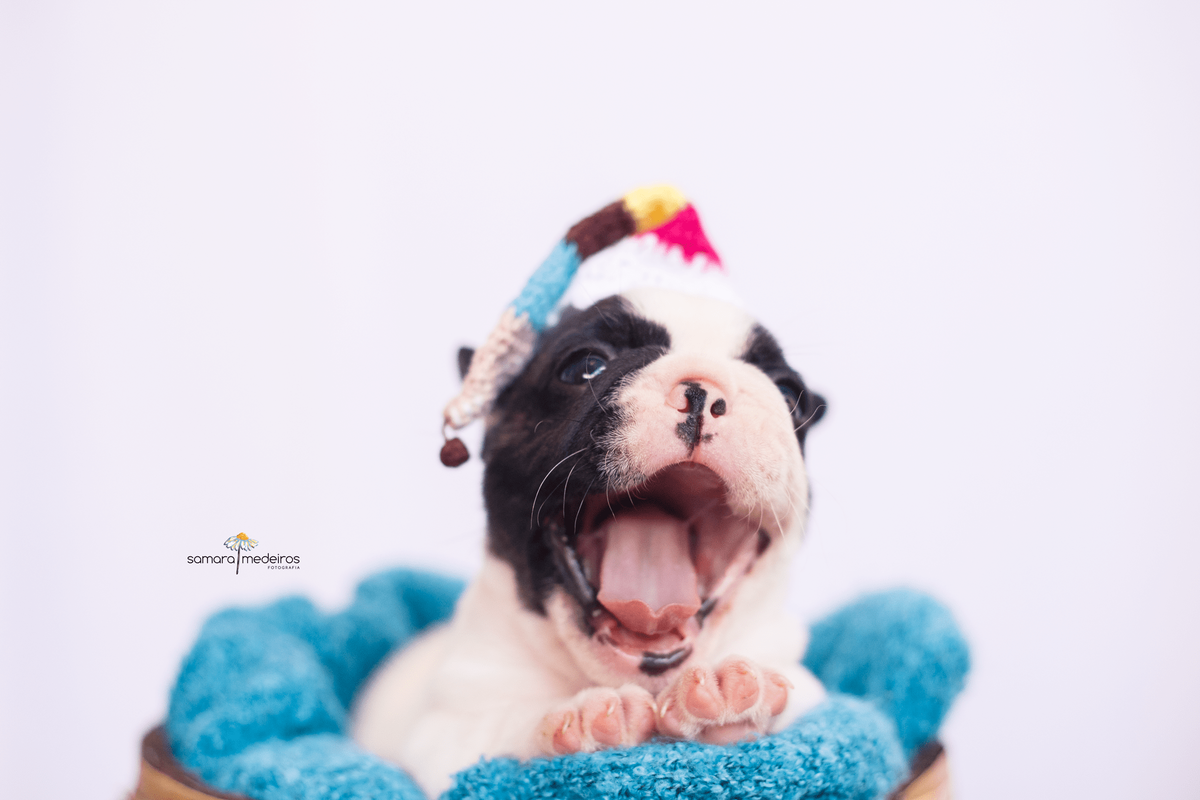 Bulldog deitado em uma coberta azul, usando gorrinho listrado na cabeça dando um enorme bocejo.