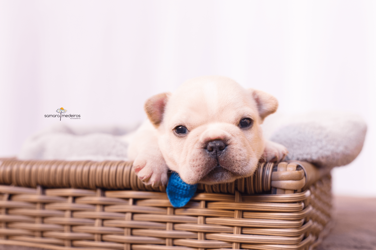 Bulldog francês bebê cor de creme deitado em uma cama de vime com uma coberta cinza e usando gravata azul durante sessão newborn pet em BH.