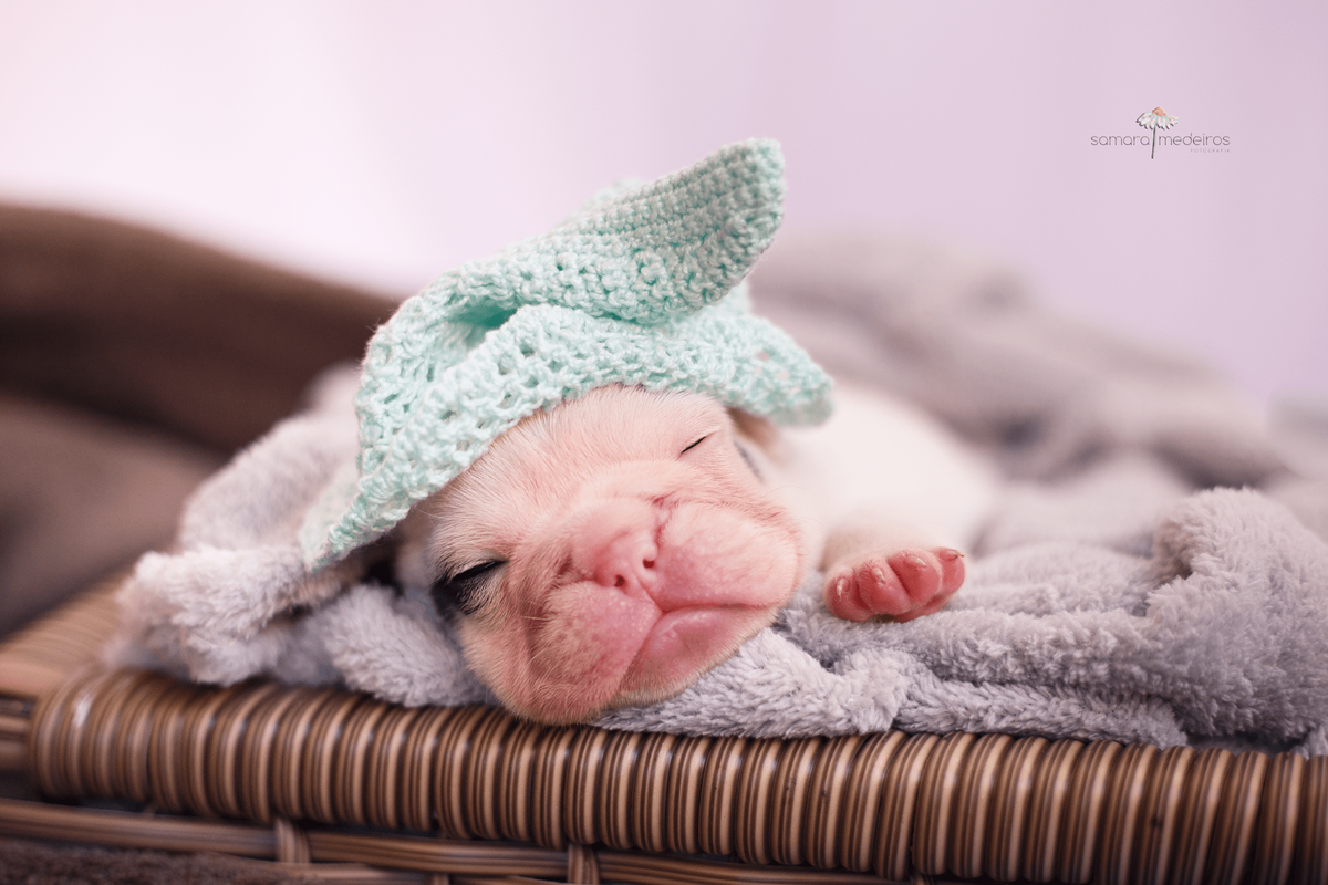 Bulldog filhote deitado em uma coberta cinza dormindo, com um gorrinho verde água.