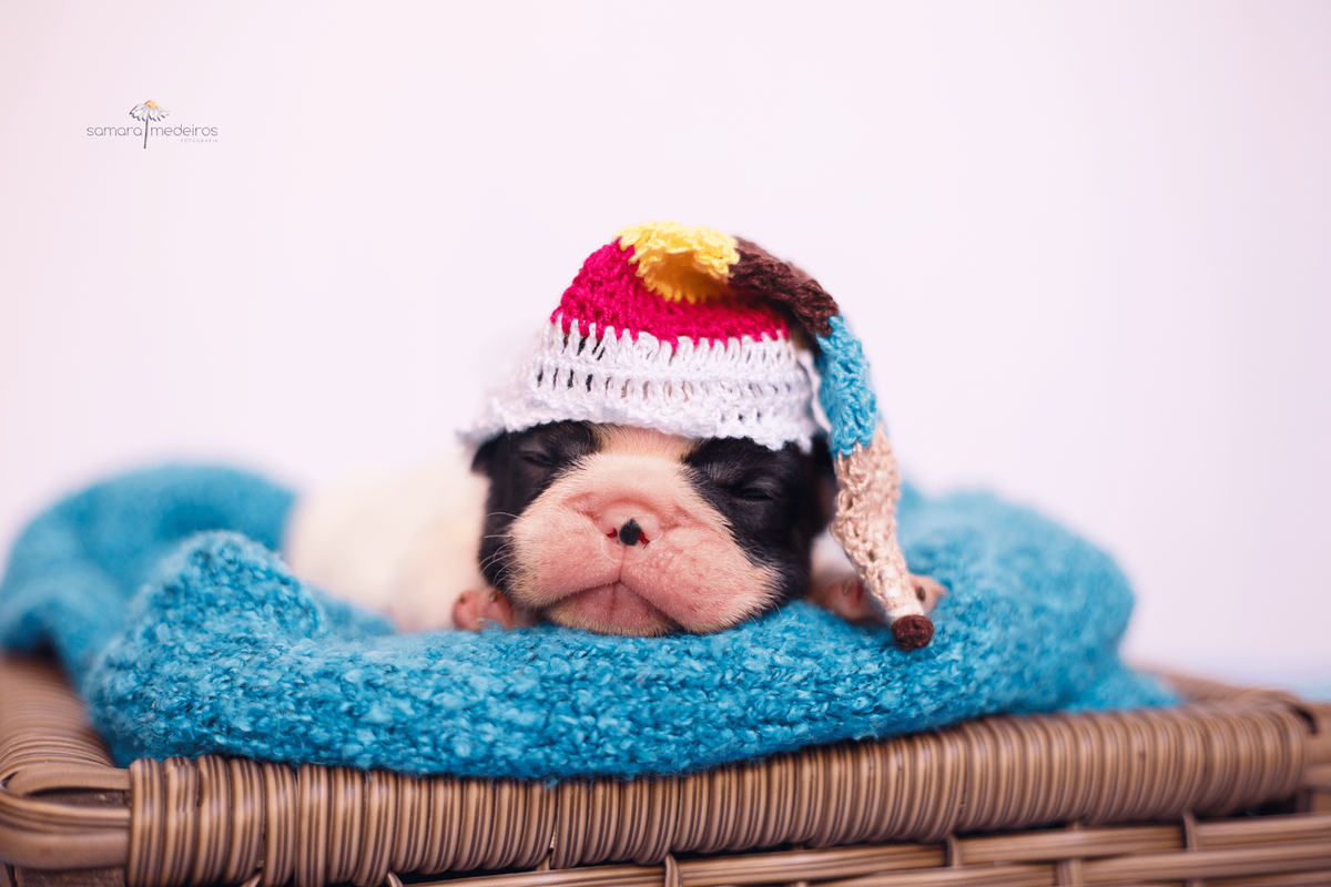 Bulldog filhote deitado em uma coberta azul com um gorrinho listrado, dormindo.