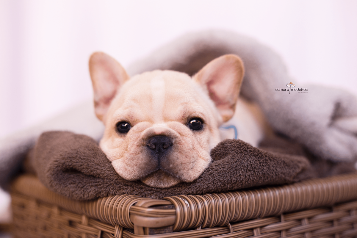Bulldog francês filhote deitado em uma cesta com uma coberta marrom e cinza, olhando para a câmera durante sessão newborn pet em Belo Horizonte.