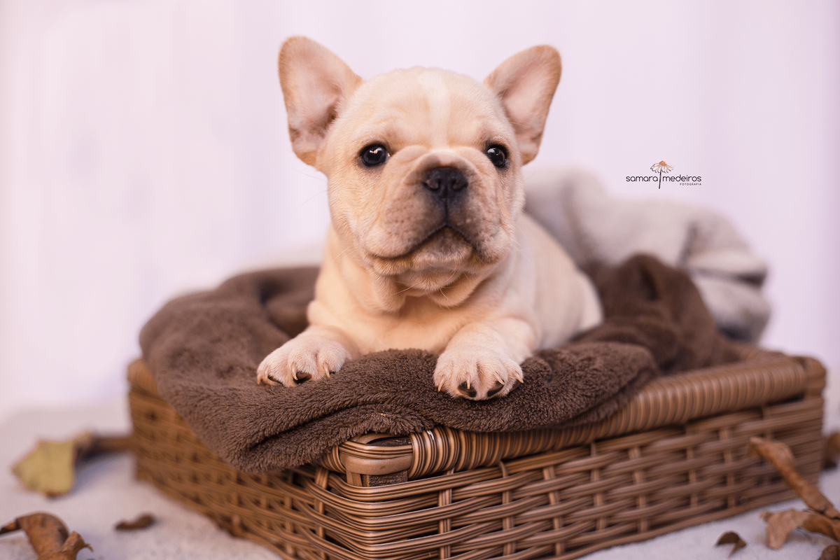 Filhote bulldog francês deitado em uma cesta com coberta marrom e cinza e algumas folhas secas ao redor, durante sessão newborn pet em BH.