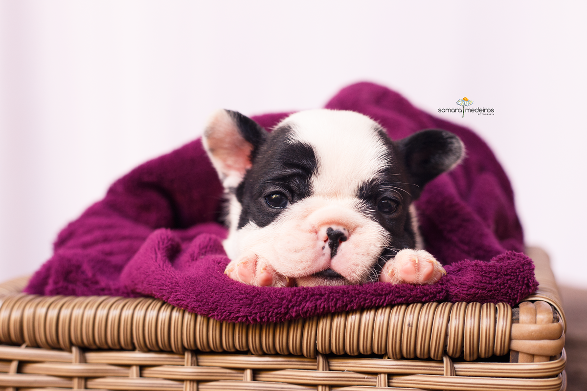 Bulldog francês quase dormindo, em uma coberta cor de ameixa, com as patinhas, uma de cada lado da cabeça que está apoiada na caminha.