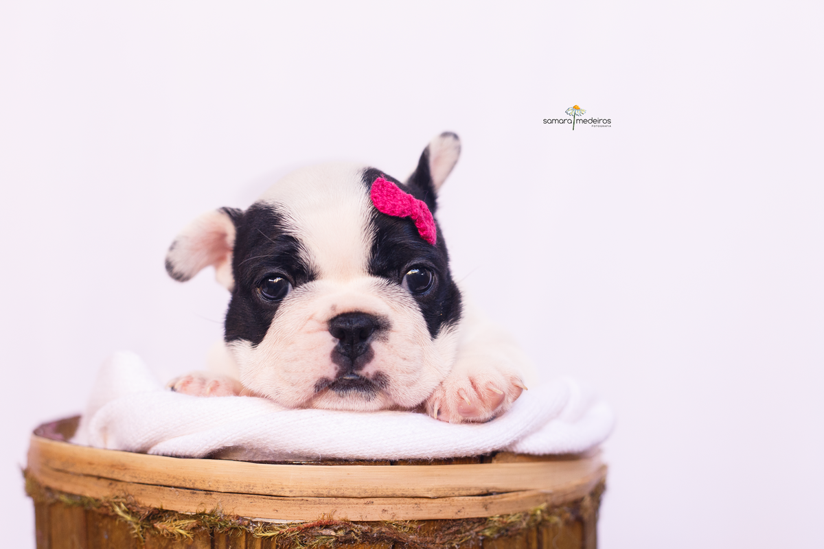 Bulldog francês piratinha deitado em uma coberta branca usando um lacinho cor de rosa, olhando para a câmera.