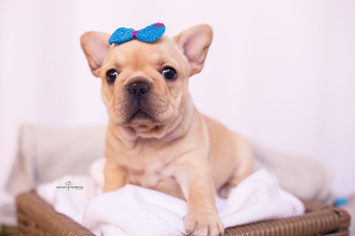 Bulldog francês creme deitada em uma coberta branca usando um lacinho azul na cabeça.